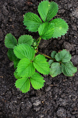 Strawberry bush