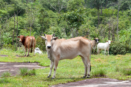 cow in thailand