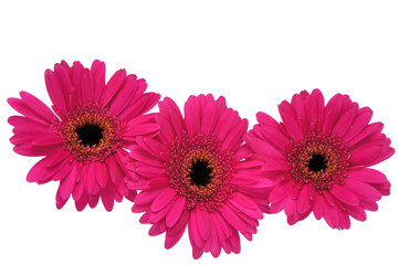 Pink gerbera flower, isolated on white.