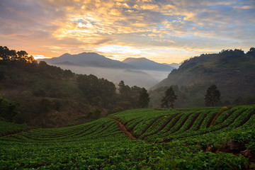 misty morning sunrise in strawberry garden at doi angkhang mount