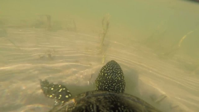 turtle floating in water