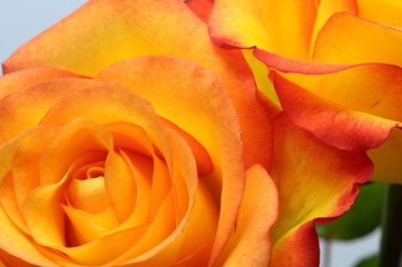 Close up of orange rose flower