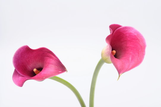 Fototapeta Purple arum flower