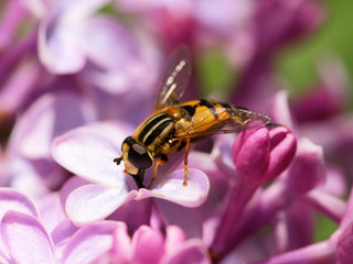 Helophilus pendulus