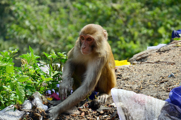 Monkey in Swayambhunath Temple or Monkey Temple