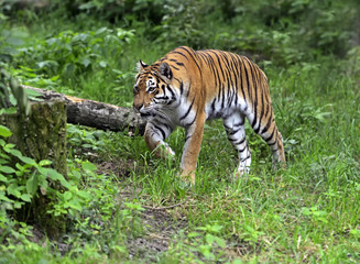 Amur tiger