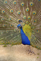 Obraz premium Peacock