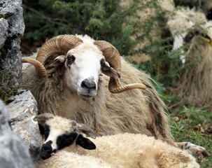 bélier avec des cornes énormes