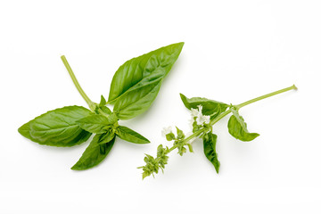 Obraz premium Basil leaves and flowers isolated on white background
