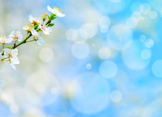 Spring flowers against blue bokeh background