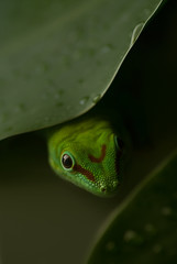 Gecko hinter Blatt