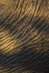 Detailed elephant skin texture
