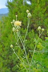 Centaurea orientalis flower