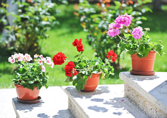 Outdoor flowerpot. Pink and red flowers in pots on outside steps