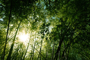 Bamboo Forest with Sunlight