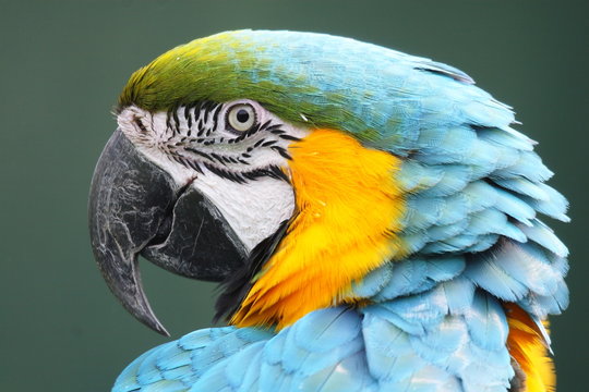 pappagallo uccello specie esotica