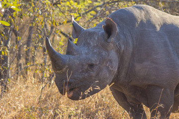 Black rhino in the wild © bradleyvdw