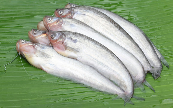 Fresh water Pabda fish of Southeast Asia