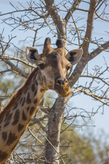 Giraffe eating at the tops of trees