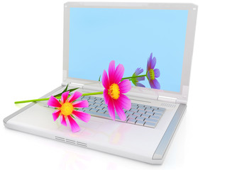 cosmos flower on laptop