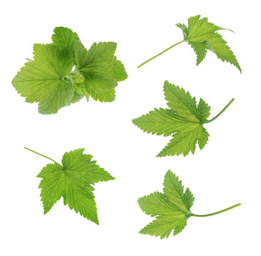 Currant leaf isolated. Collection