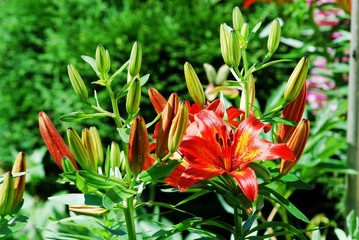 Flower garden plant - Red lily photo