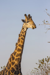 Giraffe with oxpeckers on it