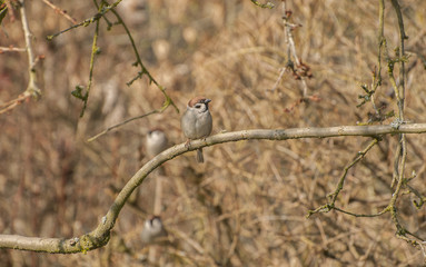 Sparrow