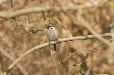 Sparrow