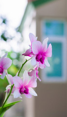 Purple Orchid flower