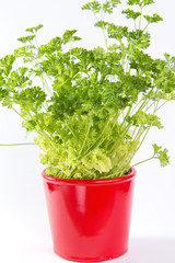 Parsley in a pot isolated on white