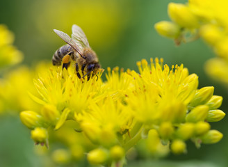 Bee on yellow flower