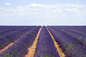 Fototapeta na wymiar Lavender field, Valensole, France