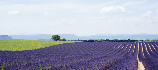 Naklejka na ściany i meble Plateau Valensole, Provence, France