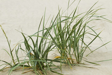 Green grass on sand.