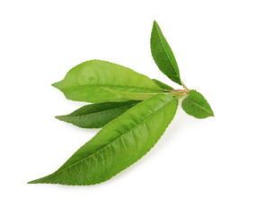 Peach leaf isolated on white background
