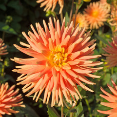 Dahlie