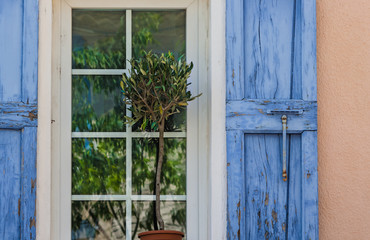 Fototapeta na wymiar Olive plant in front of window with blue shutters.