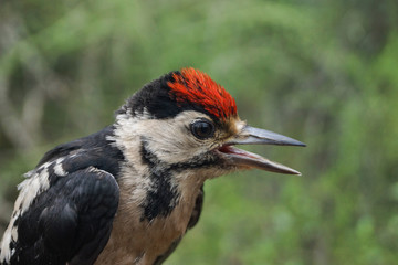 Great Spotted Woodpecker, Dendrocopos major