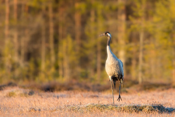 Crane on a spring morning in the swamp © Juha Saastamoinen