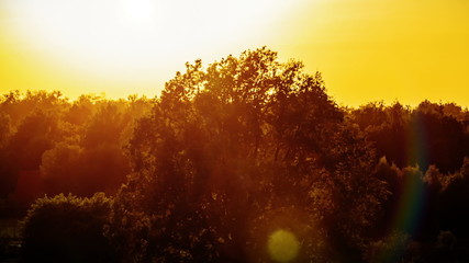 Evening sun over trees. Sunset. HD 1080.
