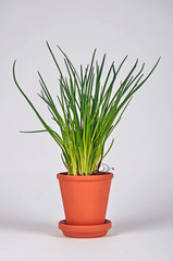 frischer schnittlauch