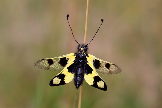 Owlfly