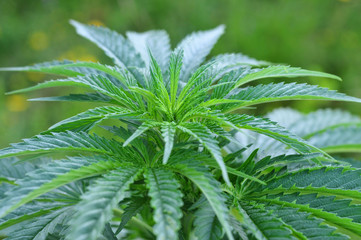 Cannabis plant