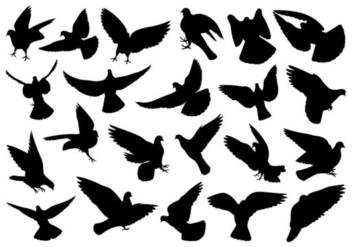 Set of different doves isolated on white