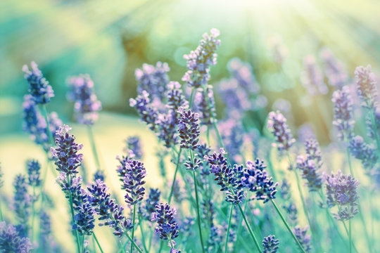 Fototapeta Lavender illuminated by sunlight