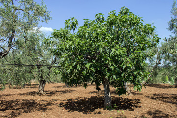 Fototapeta na wymiar Fig tree