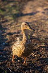 mallard duck female