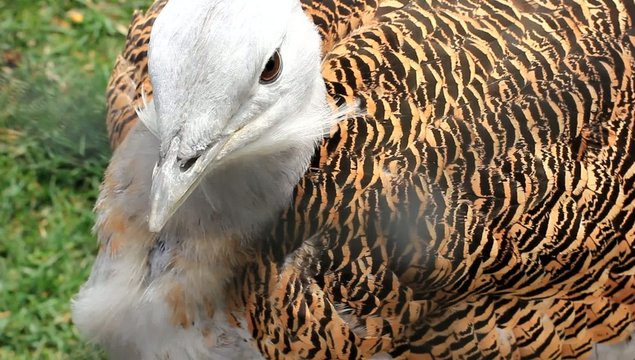 bustard bird