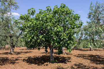 Fototapeta na wymiar Fig tree